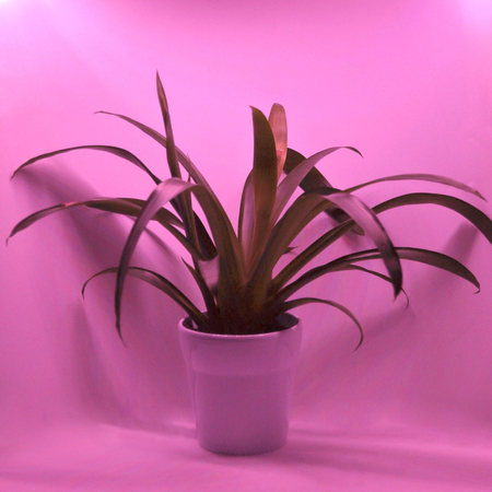 Taśma LED do uprawy roślin TL214RBW czerwony niebieski biały krążek 5m [3 lata gwarancji]