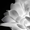 Lampa sufitowa Slamp VELI - FOLIAGE L VELCL00FLG00000000EU