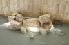Reflektor podwodny Ares 105266145 Martina Aqua